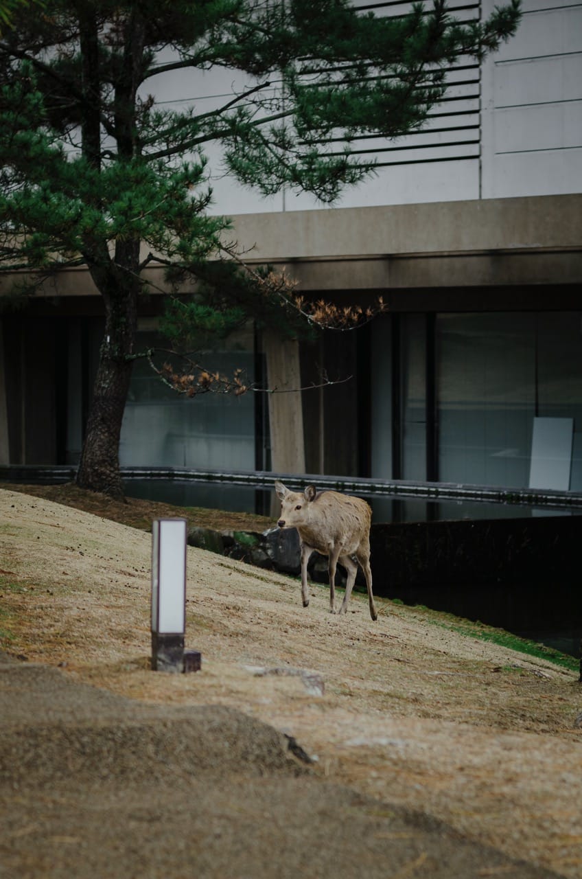 Превью Nara 2024